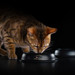 Влажный корм Pro Plan Nutri Savour для взрослых кошек старше 7 лет, нежные кусочки с индейкой, в соусе – интернет-магазин Ле’Муррр